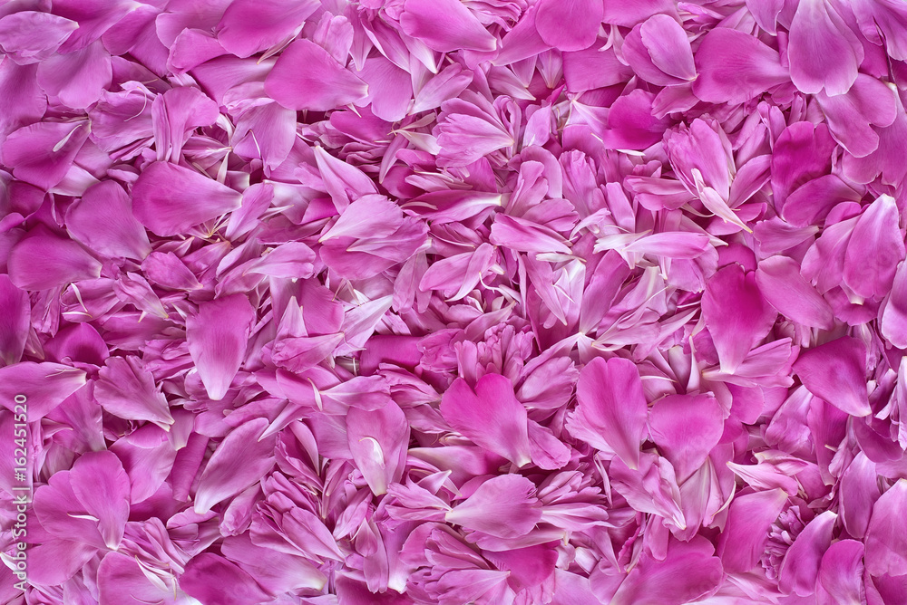 pink flower petals texture background