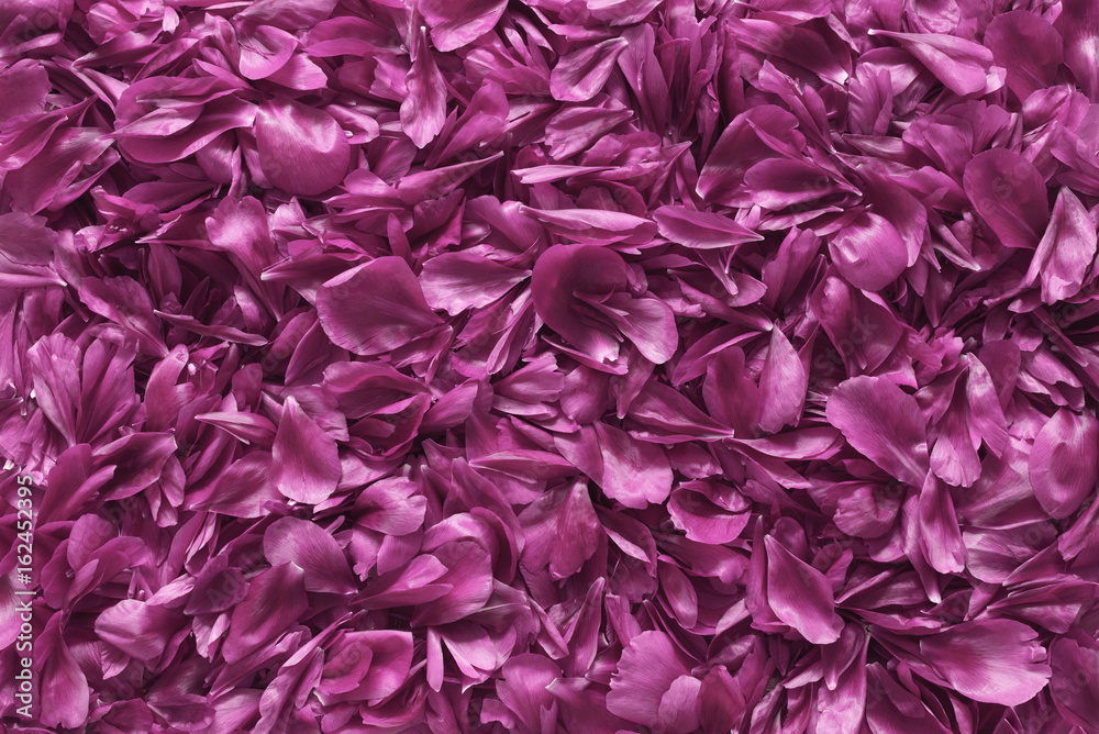 violet flower petals texture background