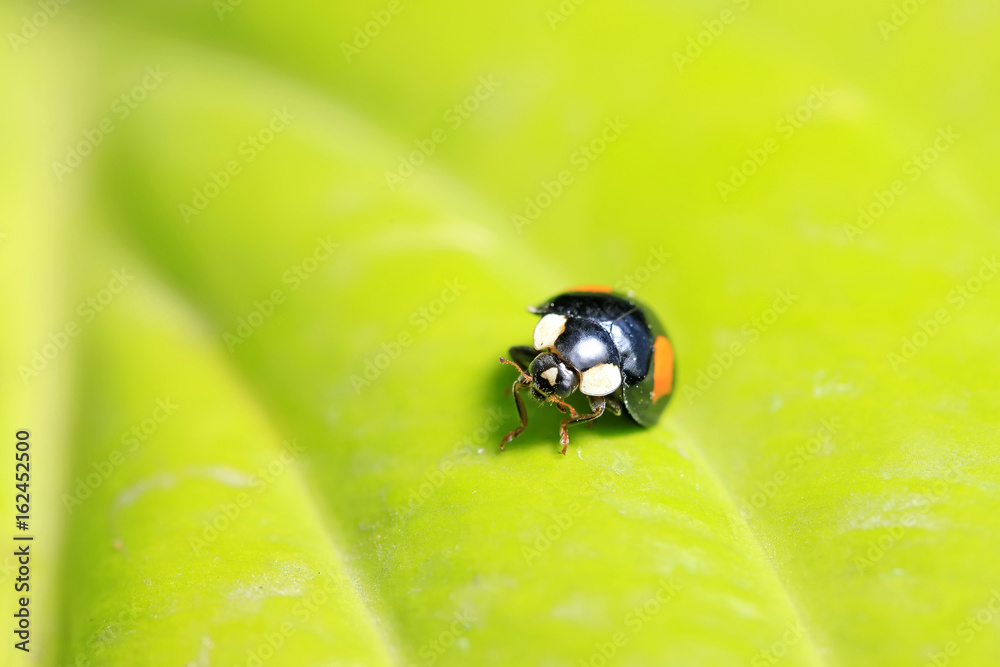 Ladybird