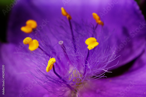 purple (violet) flowers in a garden