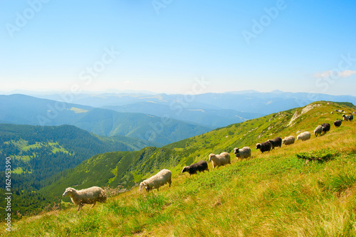 Sheeps herd in the mountains