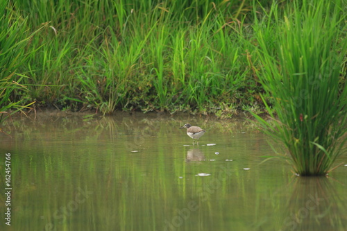 Green Sandpiper  Tringa ochropus  in Japan