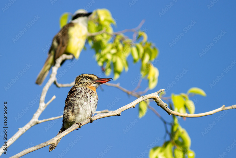 Spot backed Puffbird (Nystalus maculatus) - Mata de São João, BA Brasil Spot backed Puffbird (Nystalus maculatus) - Mata de São João, BA Brasil