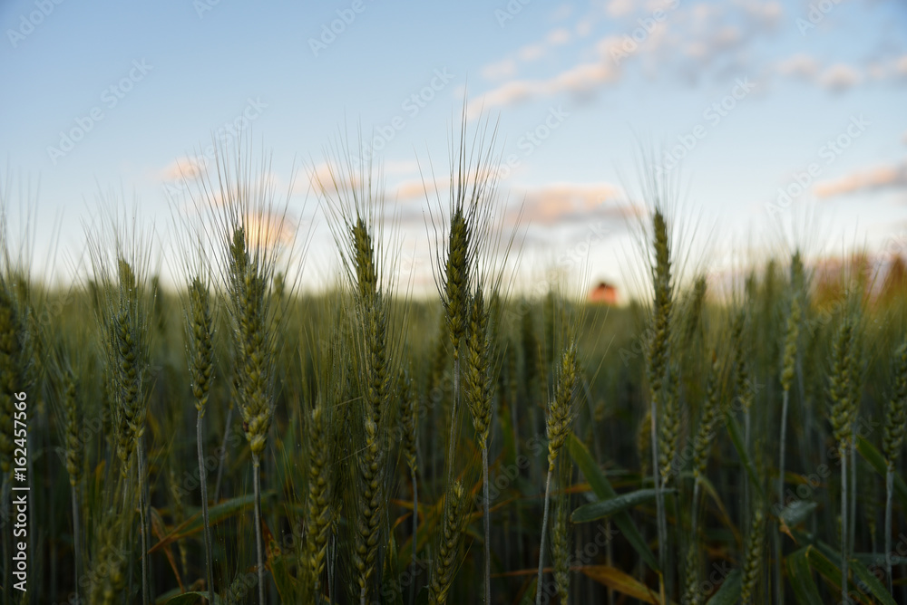 Wheat field Wheat field