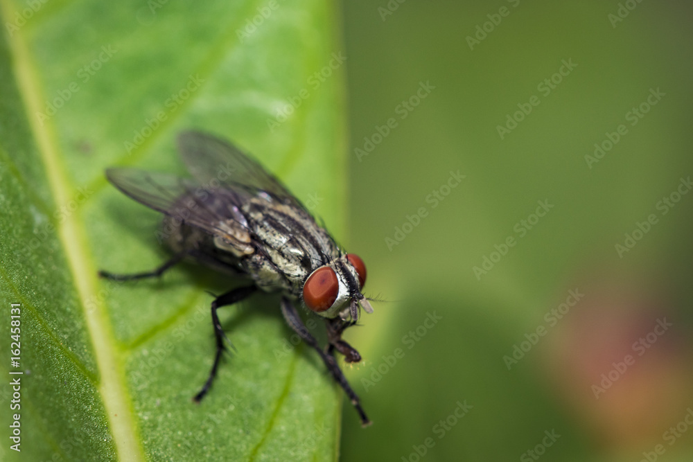 Image of a flies (Diptera) on green leaves. Insect Animal Image of a flies (Diptera) on green leaves. Insect Animal