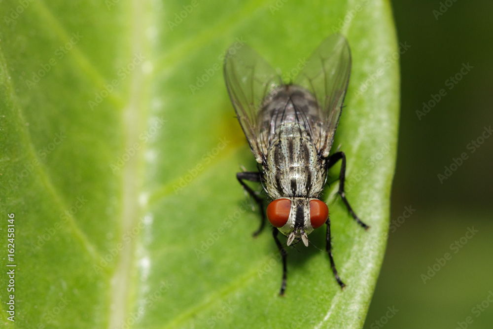 Image of a flies (Diptera) on green leaves. Insect Animal Image of a flies (Diptera) on green leaves. Insect Animal