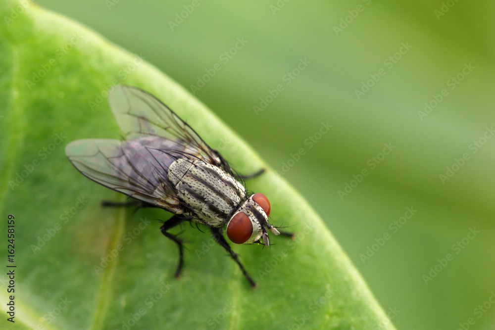 Image of a flies (Diptera) on green leaves. Insect Animal Image of a flies (Diptera) on green leaves. Insect Animal