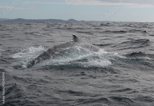 Humpback whale swimming at the surface in Australia