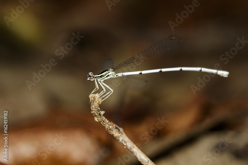 Image of a dragonfly (Amphipterygidae) on nature background. Insect Animal