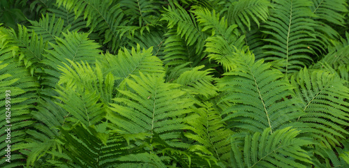 green ferns, example of greenery: the Panton color for 2017
