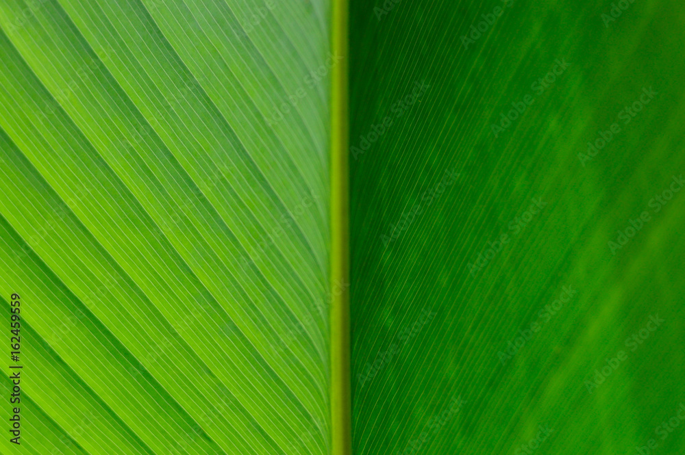 leaf close up leaf close up
