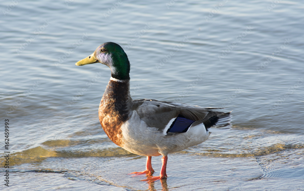 Fototapeta premium Duck in Water Watching Waves