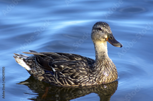 Duck Relaxing in Water