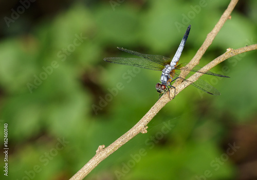 Image of blue dasher butterfly(Brachydiplax chalybea) on green leaves. Insect Animal © yod67