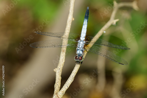 Image of blue dasher butterfly(Brachydiplax chalybea) on green leaves. Insect Animal photo