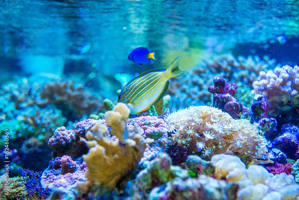 Obraz premium 水族館