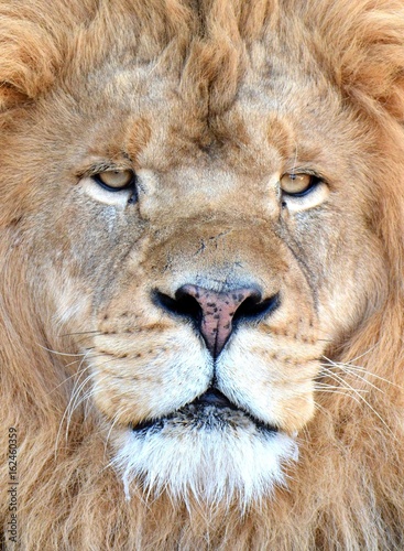 Lion Face