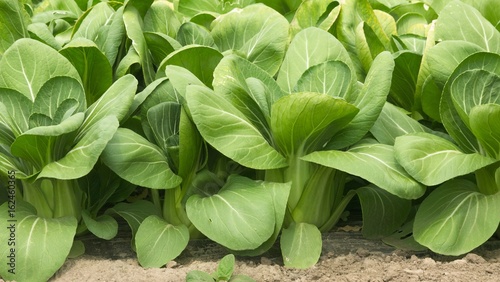 野菜畑　チンゲン菜