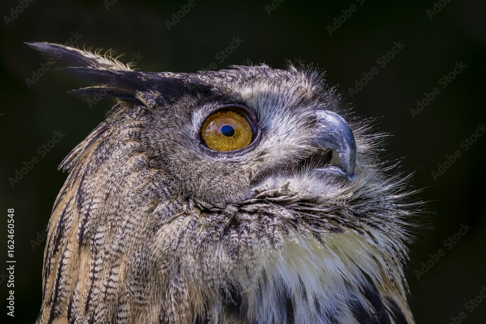 Fototapeta premium A captive Eurasian eagle-owl on display that was looking at something flying by in the sky.