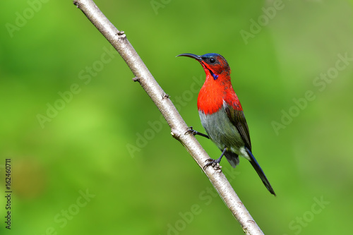 Crimson Sunbird bird © thawats