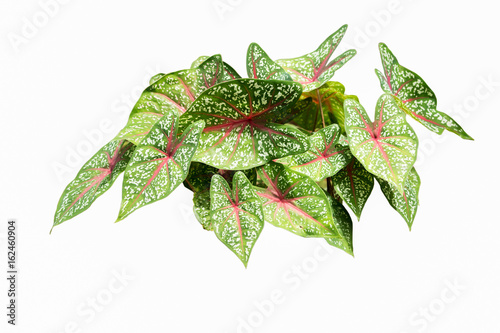 caladium leaf photo