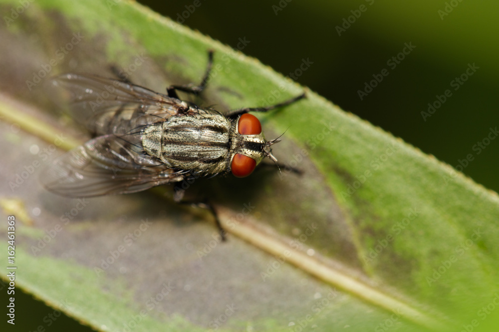 Image of a flies (Diptera) on green leaves. Insect Animal Image of a flies (Diptera) on green leaves. Insect Animal
