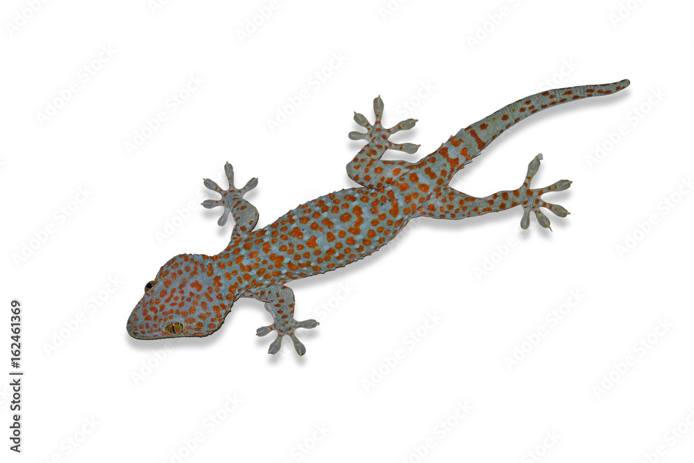 Naklejka premium Tokay Gecko Tajlandia