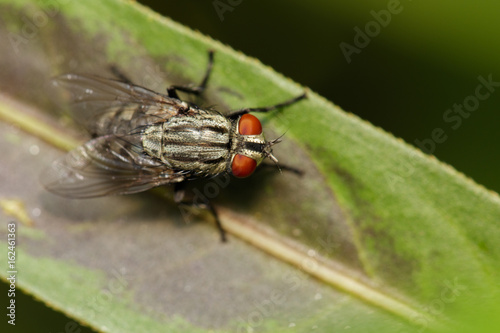 Image of a flies (Diptera) on green leaves. Insect Animal © yod67