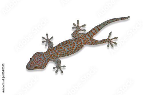 Tokay Gecko Thailand