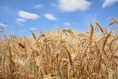 麦秋（Wheat field in early summer）