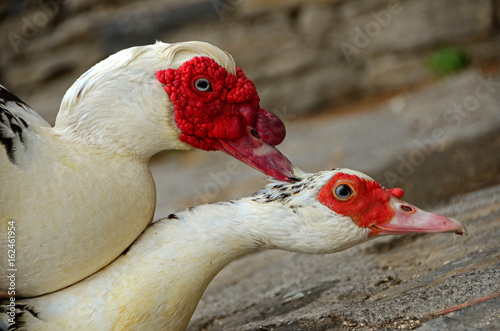 Warzenenten, Moschusente photo