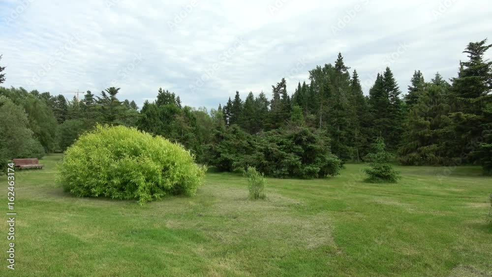Beautiful bright green perennial shrub, bushes, pine trees swaying in the wind. Camera pans across landscape, conifer trees and blue sky Beautiful bright green perennial shrub, bushes, pine trees swaying in the wind. Camera pans across landscape, conifer trees and blue sky