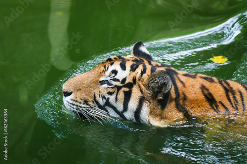 Closeup portrait of a swimming indochinese tiger