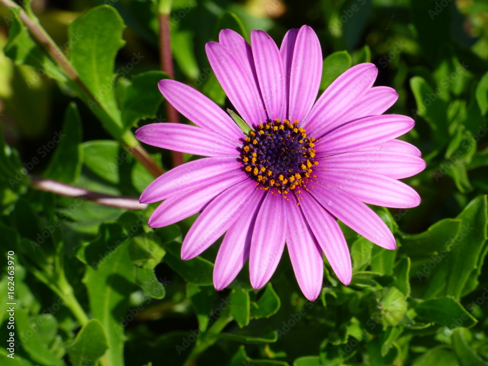 Daisies Daisies