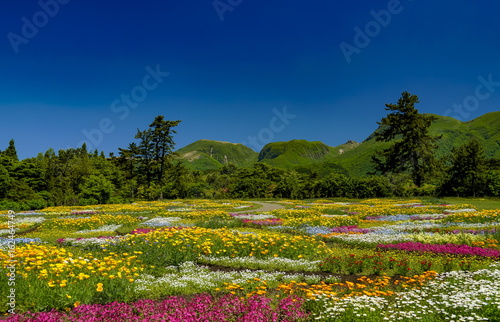 Foto 花畑　花公園