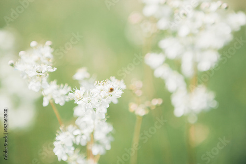 White wildflowers on summer day