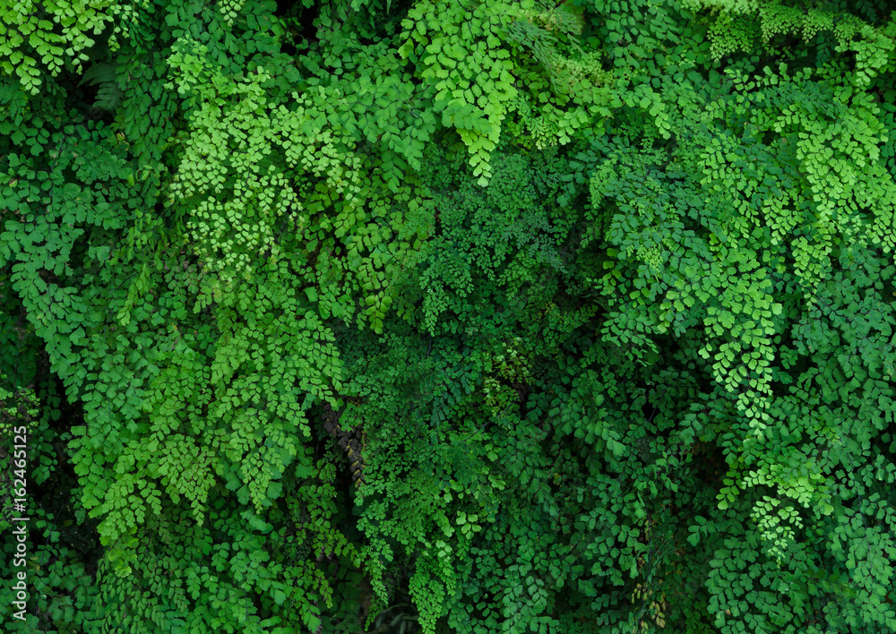 Green plant wall of Black Maidenhair fern or Adiantum Fern