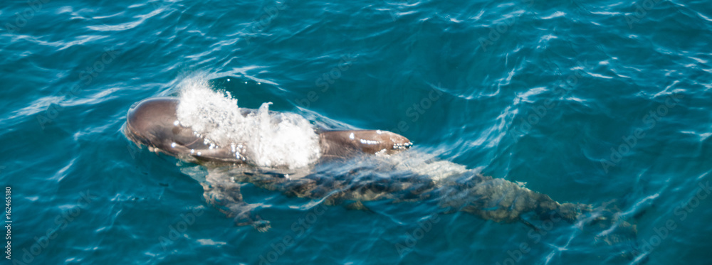 Obraz premium Long-finned Pilot Whales