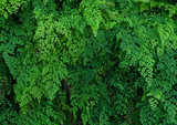 Green plant wall of Black Maidenhair fern or Adiantum Fern