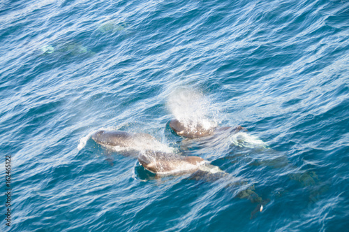 Long-finned Pilot Whales