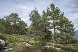 Scots pine forest and padded brushwood (Cytisus oromediterraneus and Juniperus communis) in Siete Picos (Seven Peaks) range, Guadarrama Mountains National Park, provinces of Madrid and Segovia, Spain