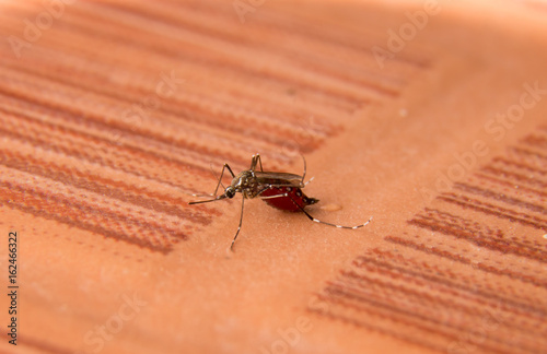 macro of he mosquito sucking the blood full,dangerous mosquito , on the floor,Chikungunya.Dengue fever,Rift Valley fever,Zika photo