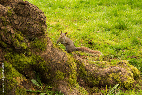 Photo of curious squirrel playing on tree