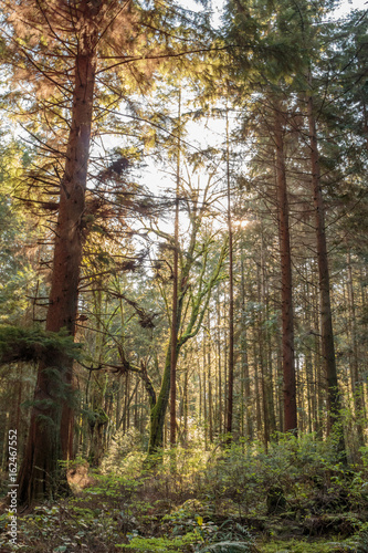 Photo of sun illuminating dead tree covered in moss on Stanley Park, Vancouver, BC