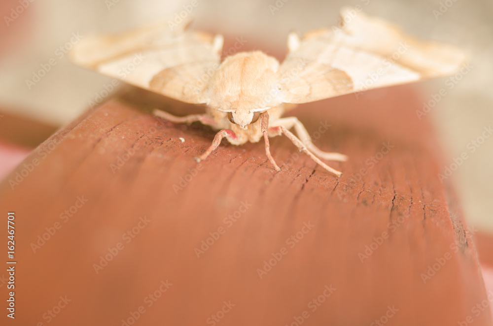Obraz premium Image of Amata (moth) bug on fence background. Insect Animal. Moth sitting on old wooden fence