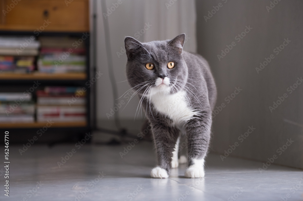 Gray British shorthair cats, indoors Gray British shorthair cats, indoors