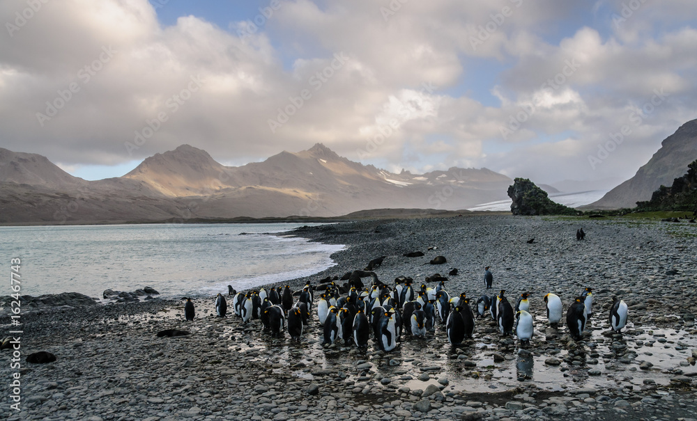 Naklejka premium King Penguins at Fortuna Bay