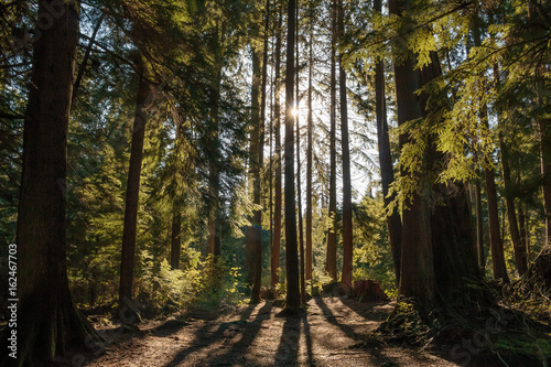 Photo of sun behind tree trunks on forest © Marianne Catafesta