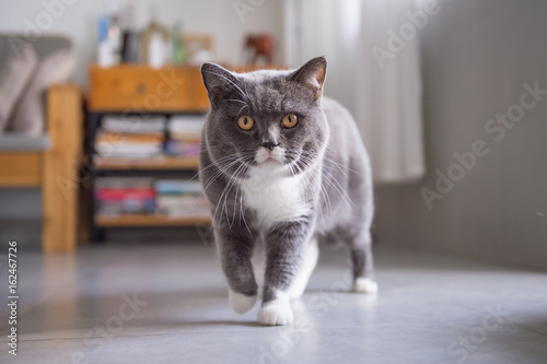 Gray British shorthair cats, indoors © chendongshan