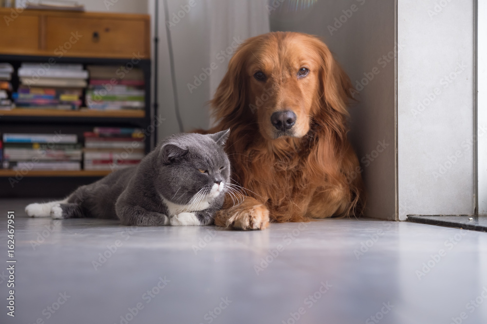 British shorthair cats and Golden Retriever